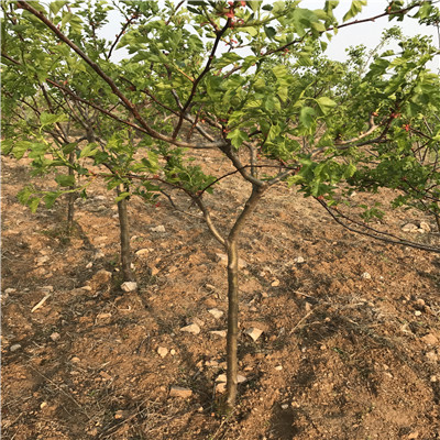 山東山楂苗甜紅籽山楂苗批發(fā)基地