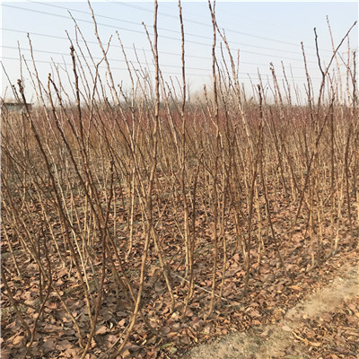 山楂樹種植季節(jié) 山楂樹批發(fā)基地
