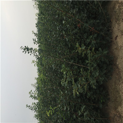 山楂苗種植季節(jié) 山楂苗價(jià)格及報(bào)價(jià)