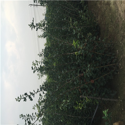 山楂小樹品種特色 山楂小樹批發(fā)基地