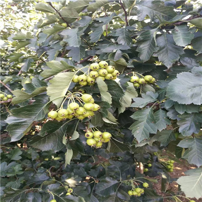 甜山楂樹苗批發(fā)基地 甜山楂樹苗每天報價