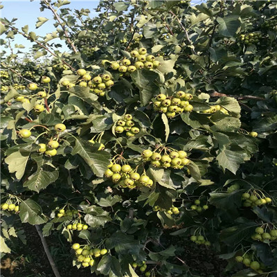 大金星山楂苗基地報價 大金星山楂苗銷售電話