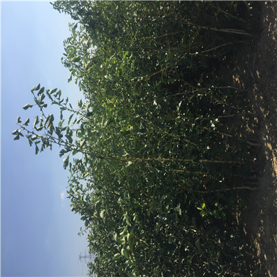 山楂小樹批發(fā)基地 山楂小樹一棵價錢