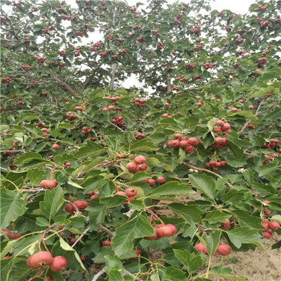 一公分甜紅籽山楂苗種植技術(shù)