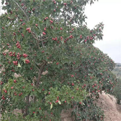 山楂苗基地報價 山楂苗種植技術(shù)