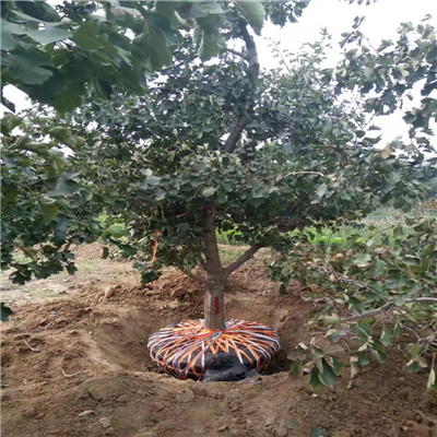 山楂苗苗場(chǎng)電話 山楂苗種植技術(shù)