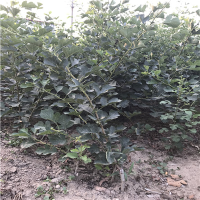 山楂苗基地報價 山楂苗種植技術(shù)