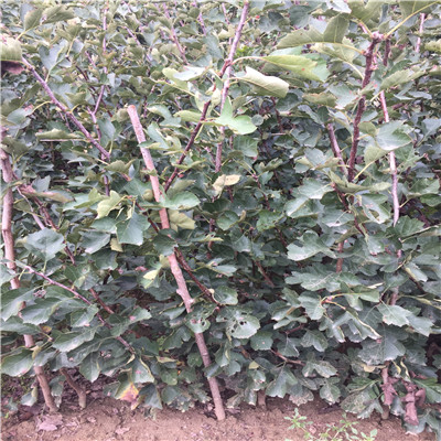 山楂樹價格定植兩年的山楂樹價格