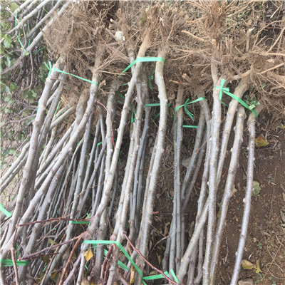 山楂樹種植季節(jié) 山楂樹種植技術(shù)