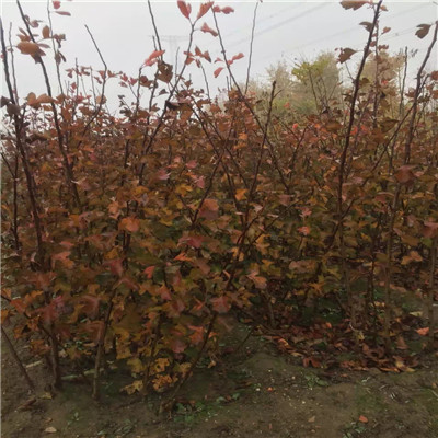 大棉球山楂苗批發(fā)基地 大棉球山楂苗出售價格