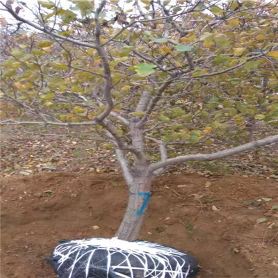 甜山楂樹苗批發(fā)價(jià)格定植兩年的甜山楂樹苗批發(fā)價(jià)格