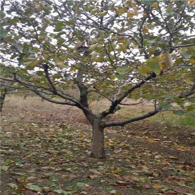 三公分的山楂小樹怎么賣的