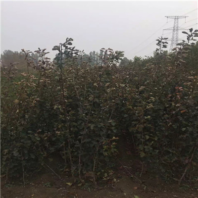 甜紅籽山楂苗批發(fā)價格 甜紅籽山楂苗批發(fā)基地