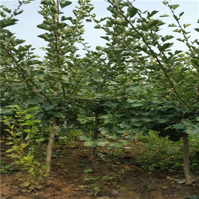 山楂苗種植季節(jié) 山楂苗種植技術(shù)