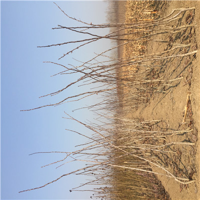 山楂小苗價(jià)格及報(bào)價(jià) 山楂小苗價(jià)格及報(bào)價(jià)