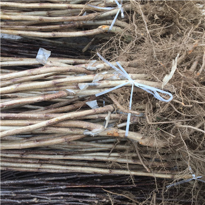 山楂樹品種特色 山楂樹批發(fā)基地