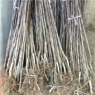 甜山楂樹苗品種特色 甜山楂樹苗批發(fā)基地