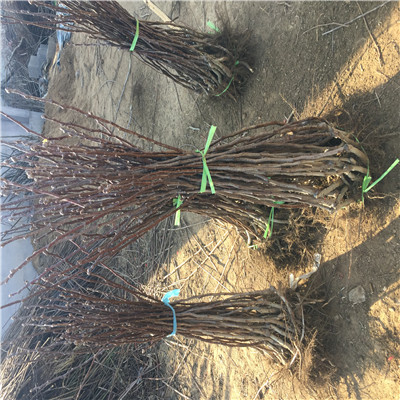 三公分的大棉球山楂苗品種特點