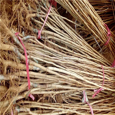 大金星山楂苗苗場電話 大金星山楂苗批發(fā)基地