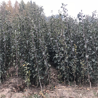 山楂樹成熟季節(jié) 山楂樹批發(fā)基地