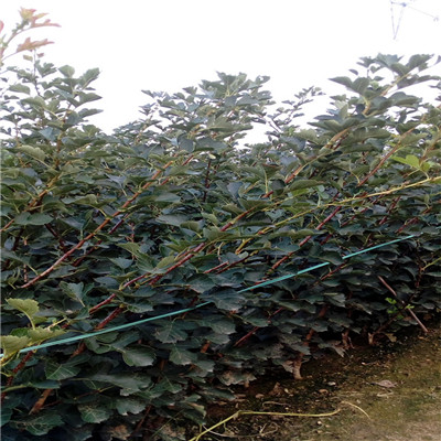 兩年生的山楂樹苗山楂小樹出售價格