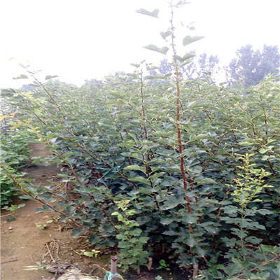 大棉球山楂苗批發(fā)基地 大棉球山楂苗出售價格