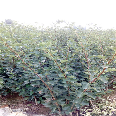 山楂苗批發(fā)基地 山楂苗批發(fā)基地