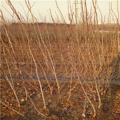 山楂樹批發(fā)價格 山楂樹批發(fā)基地