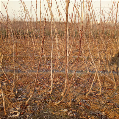 山楂苗種植季節(jié) 山楂苗價(jià)格及報(bào)價(jià)