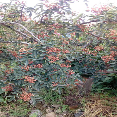 花椒苗批發(fā)基地 花椒苗市場(chǎng)報(bào)價(jià)