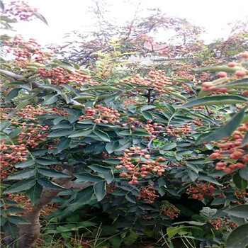 兩年的獅子頭花椒苗多少錢一課