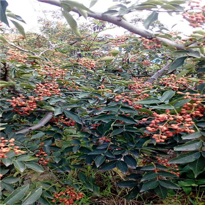 花椒芽苗品種特色 花椒芽苗價(jià)格及報(bào)價(jià)