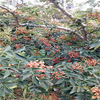 花椒苗一年生的花椒苗批發(fā)價(jià)格