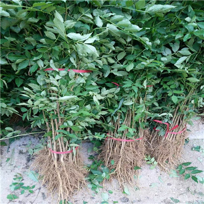 大紅袍花椒苗價(jià)格2020年山東大紅袍花椒苗價(jià)格