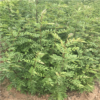 小花椒苗苗圃出售地徑一公分小花椒苗苗圃出售