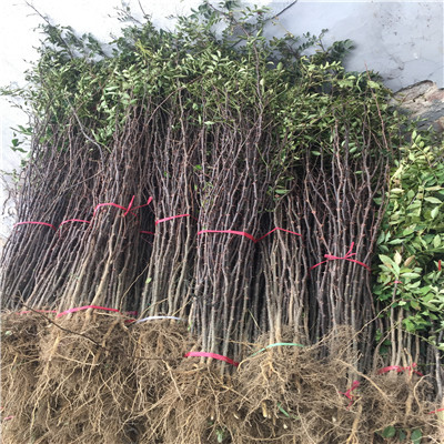 小花椒苗批發(fā)價(jià)格兩年的小花椒苗批發(fā)價(jià)格