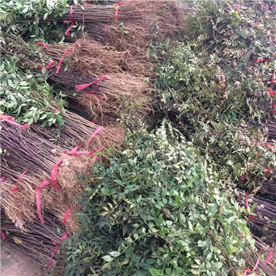 無刺花椒苗批發(fā)基地 無刺花椒苗品種特點