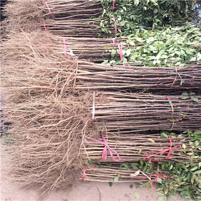 花椒小苗品種特色 花椒小苗每天報價
