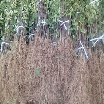 花椒苗一年生的花椒苗品種特點(diǎn)介紹