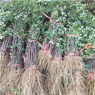 直徑0.5公分無刺花椒苗種植技術(shù)