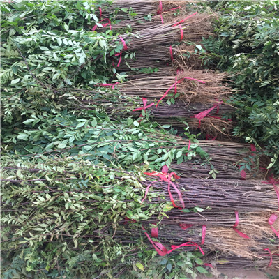 大紅袍花椒苗2020年山東大紅袍花椒苗批發(fā)價(jià)格