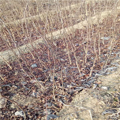 花椒芽苗地徑一公分花椒芽苗每天報(bào)價(jià)