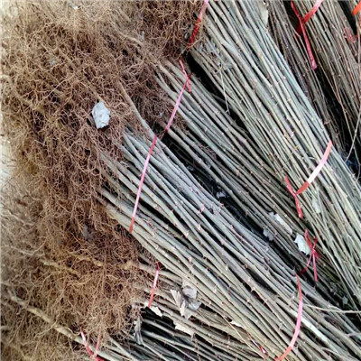 花椒芽苗價(jià)格及報(bào)度80公分的花椒芽苗價(jià)格及報(bào)價(jià)