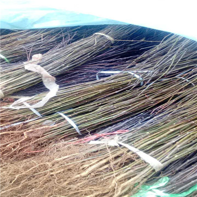 小花椒苗批發(fā)價(jià)格兩年的小花椒苗批發(fā)價(jià)格