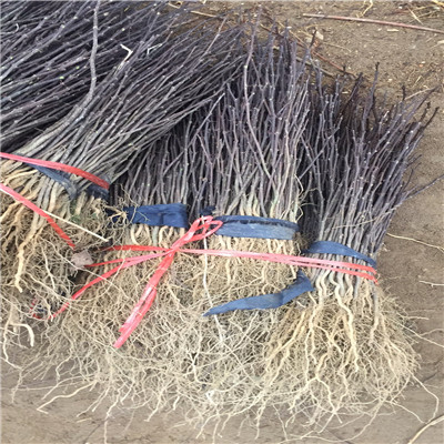 花椒芽苗成熟季節(jié) 花椒芽苗品種特點(diǎn)