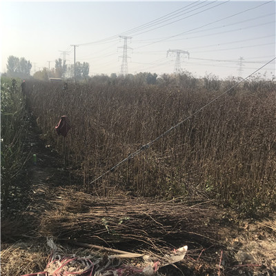 小花椒苗兩年結果 小花椒苗批發(fā)基地