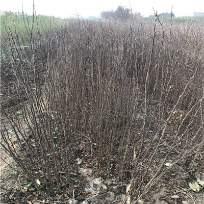 花椒苗品種特色 花椒苗批發(fā)基地