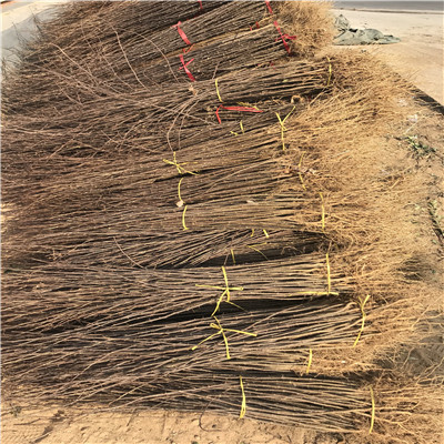 花椒苗批發(fā)價(jià)格 花椒苗批發(fā)基地