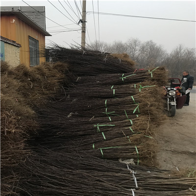 花椒小苗兩年的花椒小苗價(jià)格及報(bào)價(jià)