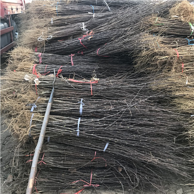 兩年的花椒苗價(jià)格是多少錢(qián)